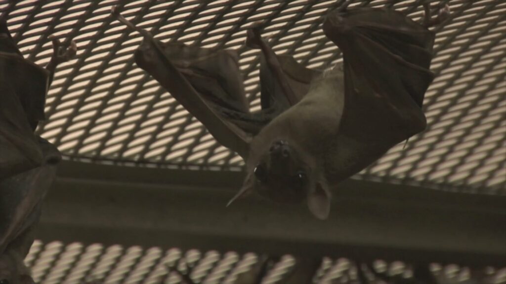 Bat hanging from wire roofing upside down looking toward camera